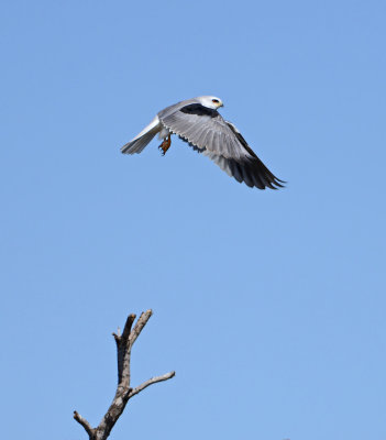 White-tailed Kite Flight 1 3.5 pbase.jpg