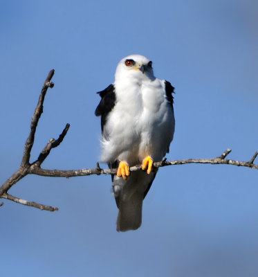 White-tailed Kite