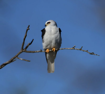 White-tailed Kite 