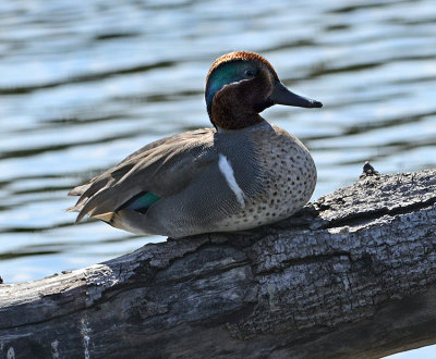 Green-winged Teal (Male)