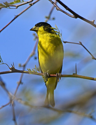 Lesser Goldfinch (Male)(Texas Population)