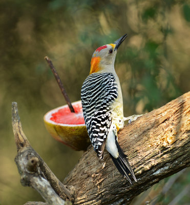 Golden-fronted Woodpecker (Male)