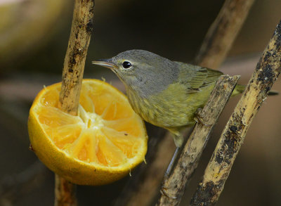 Orange-crowned Warbler (Male)