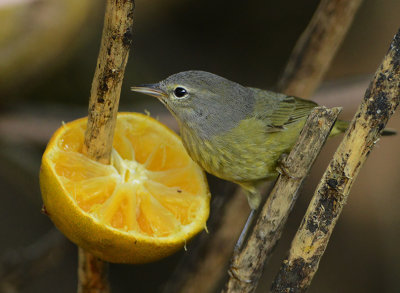Adult, probably a male