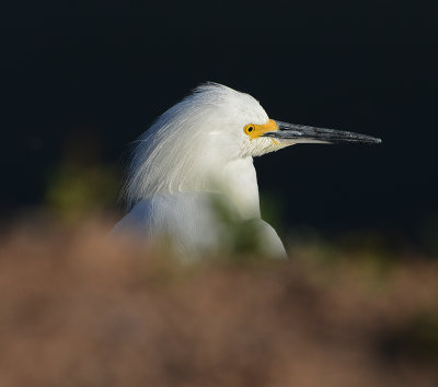 Snowy Egret 