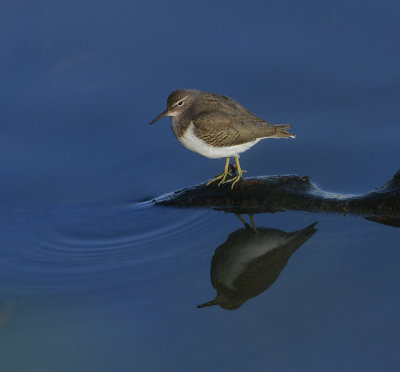 Spotted Sandpiper (Juvenile)