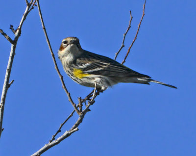 Yellow-rumped Warbler (Myrtle)