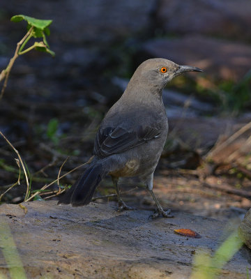 Curve-billed Thrasher