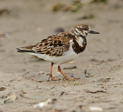 Ruddy Turnstone 