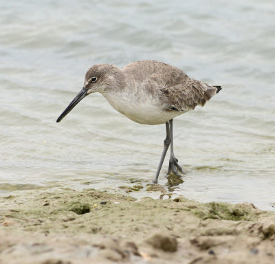 Nonbreeding Adult