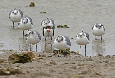 Black Skimmer with Laughing Gulls