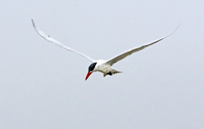 Caspian Tern (Non-breeding Adult)