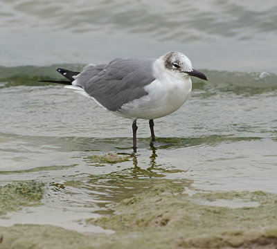 Laughing Gull (Non-breeding Adult)