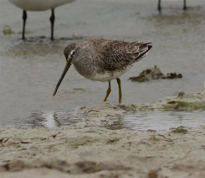 Long-billed Dowitcher (Non-breeding Adult)