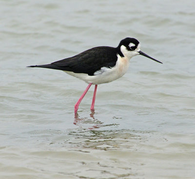 Black-necked Stilt (Male)