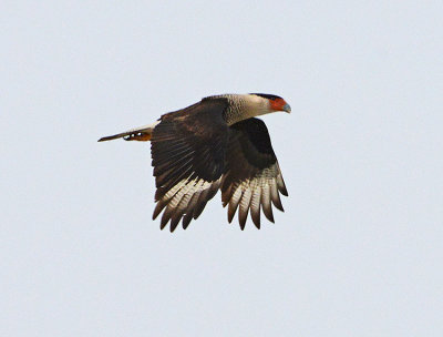 Crested Caracara 