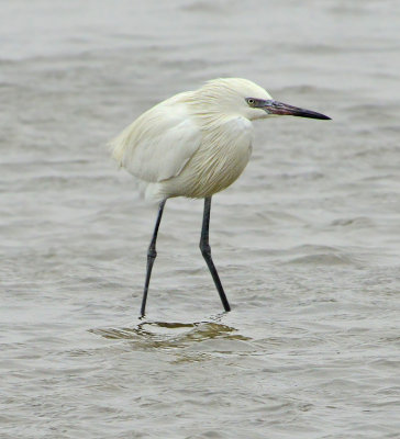 Reddish Egret  (White Morph)