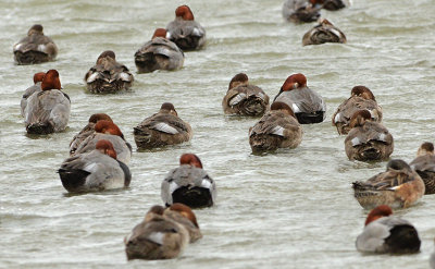 Redheads (Male and Female)