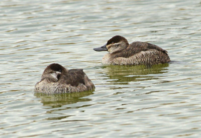 Ruddy Ducks (Females)