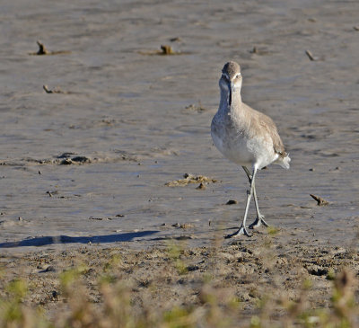 Nonbreeding Adult
