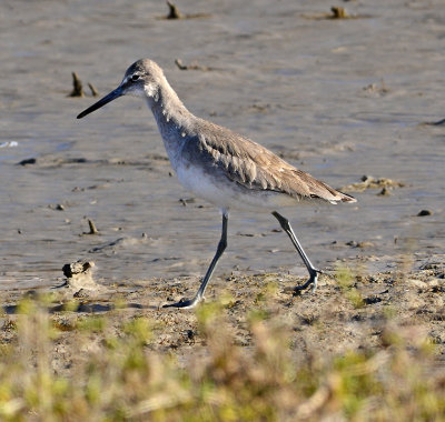 Nonbreeding Adult