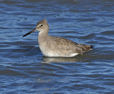 Non-breeding adult