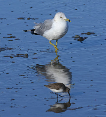 Ring-billed Gull with Western Sandpiper
