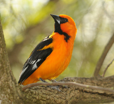 Altamira Oriole 