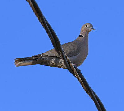 Eurasian Collared-Dove 