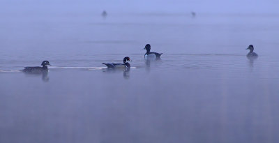 Wood Duck and Ring-necked Duck Pairs