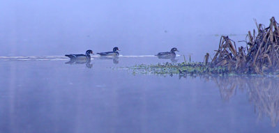 Wood Ducks 