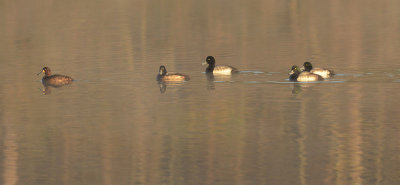 Greater Scaups 