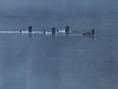 Greater Scaups (In early morning mist)