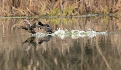 Ring-necked Ducks in Flight
