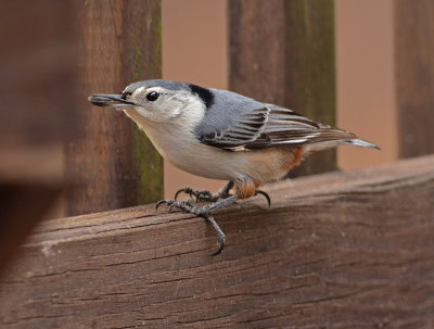 White-breasted Nuthatch (Female)