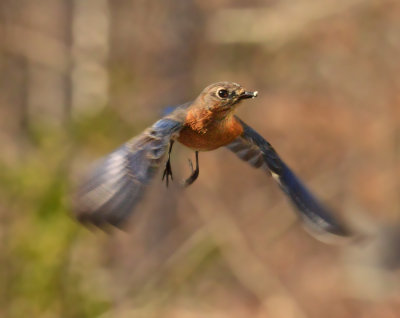 Female in Flight