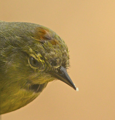 Adult, probabaly male with orange crown feathers