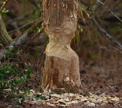 American Beaver-gnawed Tree