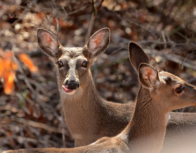 Licking His Chops