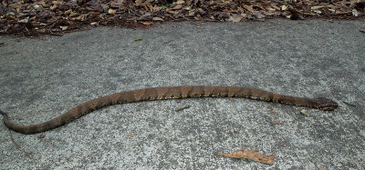 Eastern Cottonmouth 