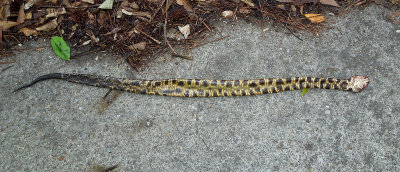 Eastern Cottonmouth (ventral view)