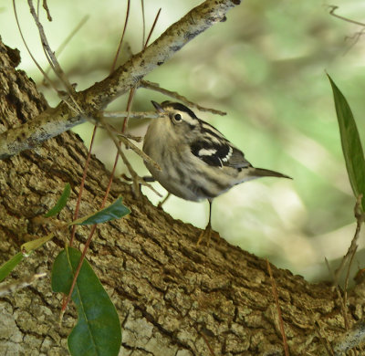 Black-and-white Warbler (Female)