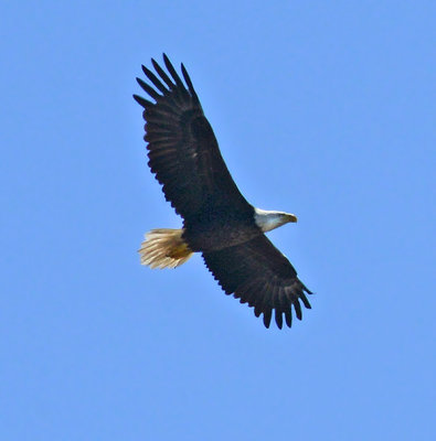 Bald Eagle (Adult)