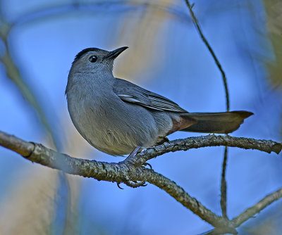 Gray Catbird (Adult)