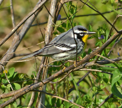 Yellow-throated Warbler (Male)