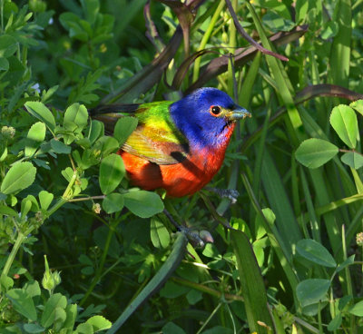 Painted Bunting Male 