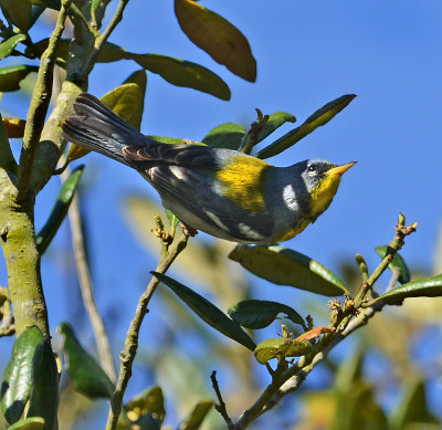 Northern Parula Warbler (Male)