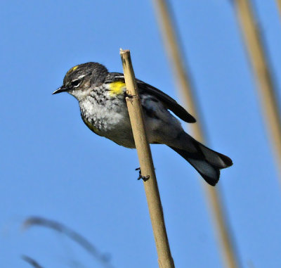 Yellow-rumped Warbler (Female)