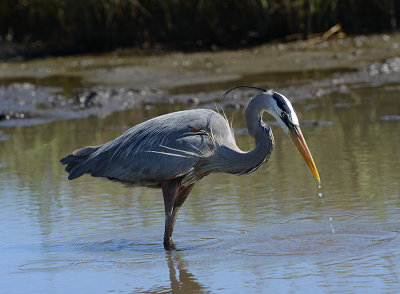 Great Blue Heron 