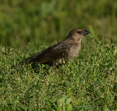 Brown-headed Cowbird (Female)